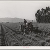 Salinas, California. Intercontinental Rubber Producers. Cultivating two-year-old guayule shrubs. For the first two years in the fields the shrubs are cultivated frequently to keep down weeds and break up the soil which crusts easily