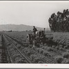 Salinas, California. Intercontinental Rubber Producers. Cultivating two-year-old guayule shrubs. For the first two years in the fields the shrubs are cultivated frequently to keep down weeds and break up the soil which crusts easily