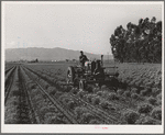 Salinas, California. Intercontinental Rubber Producers. Cultivating two-year-old guayule shrubs. For the first two years in the fields the shrubs are cultivated frequently to keep down weeds and break up the soil which crusts easily