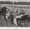 Salinas, California. Intercontinental Rubber Producers. Demonstration of digger used in guayule nursery. In actual operations, the tops of the plants are cut off by the mower before they are dug. When transplanted, the seedlings weigh about 2 grams