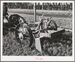 Salinas, California. Intercontinental Rubber Producers. Demonstration of digger used in guayule nursery. In actual operations, the tops of the plants are cut off by the mower before they are dug. When transplanted, the seedlings weigh about 2 grams