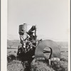 Salinas, California. Intercontinental Rubber Producers. Gathering guayule seed by means of a vacuum