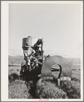 Salinas, California. Intercontinental Rubber Producers. Gathering guayule seed by means of a vacuum