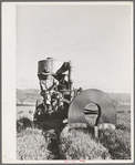 Salinas, California. Intercontinental Rubber Producers. Gathering guayule seed by means of a vacuum