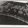 Salinas, California. Intercontinental Rubber Producers. Digger of guayule seedlings in the nursery