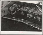 Salinas, California. Intercontinental Rubber Producers. Digger of guayule seedlings in the nursery