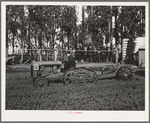 Salinas, California. Intercontinental Rubber Producers. A machine which digs guayule seedlings in the nursery. After the seedlings are dug, they must be separated by hand before transplanting