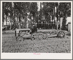Salinas, California. Intercontinental Rubber Producers. A machine which digs guayule seedlings in the nursery. After the seedlings are dug, they must be separated by hand before transplanting