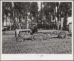 Salinas, California. Intercontinental Rubber Producers. A machine which digs guayule seedlings in the nursery. After the seedlings are dug, they must be separated by hand before transplanting