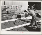 Salinas, California. Spreading guayule seed out for drying in the nursery of the Intercontinental Rubber Producers