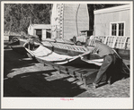 Salinas, California. Putting guayule seed into flats for drying at the Intercontinental Rubber Producers