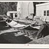 Salinas, California. Putting guayule seed into flats for drying at the Intercontinental Rubber Producers