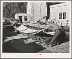 Salinas, California. Putting guayule seed into flats for drying at the Intercontinental Rubber Producers