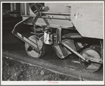 Salinas, California. Guayule seed mixed with sawdust coming from planter in nursery of the Intercontinental Rubber Producers