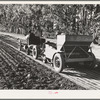 Salinas, California. Guayule planter in the nursery of the Intercontinental Rubber Producers