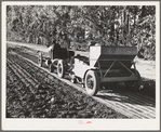 Salinas, California. Guayule planter in the nursery of the Intercontinental Rubber Producers