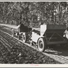 Salinas, California. Guayule planter in the nursery of the Intercontinental Rubber Producers