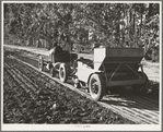 Salinas, California. Guayule planter in the nursery of the Intercontinental Rubber Producers