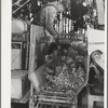 Salinas, California. Guayule plants in demonstration go into the chopper on combined harvester and chopper at the Intercontinental Rubber Producers