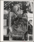 Salinas, California. Guayule plants in demonstration go into the chopper on combined harvester and chopper at the Intercontinental Rubber Producers