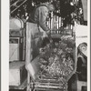 Salinas, California. Guayule plants in demonstration go into the chopper on combined harvester and chopper at the Intercontinental Rubber Producers