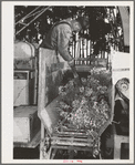 Salinas, California. Guayule plants in demonstration go into the chopper on combined harvester and chopper at the Intercontinental Rubber Producers