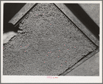 Guayule rubber "worms." Salinas, California. In the factory the guayule shrub is put through various choppers and chrushers while mixed with liquids. After being crushed and rolled it goes to settling tanks, where these worms from as the bagasse sink to