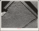 Guayule rubber "worms." Salinas, California. In the factory the guayule shrub is put through various choppers and chrushers while mixed with liquids. After being crushed and rolled it goes to settling tanks, where these worms from as the bagasse sink to