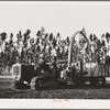 Salinas, California. Combined guayule harvester and chopper designed and built by Intercontinental Rubber Producers