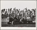 Salinas, California. Combined guayule harvester and chopper designed and built by Intercontinental Rubber Producers