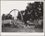 Salinas, California. Demonstration of combined guayule harvester and chopper at the Intercontinental Rubber Producers