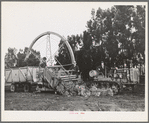 Salinas, California. Demonstration of combined guayule harvester and chopper at the Intercontinental Rubber Producers