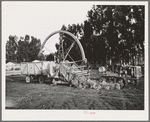 Salinas, California. Demonstration of combined guayule harvester and chopper at the Intercontinental Rubber Producers