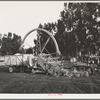 Salinas, California. Demonstration of combined guayule harvester and chopper at the Intercontinental Rubber Producers