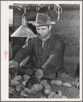 Sacker selects potatoes for size and quality at Klamath County, Oregon