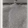 Gravel to be used in construction of Shasta Dam. Shasta County, California