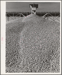 Gravel to be used in construction of Shasta Dam. Shasta County, California