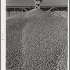 Gravel to be used in construction of Shasta Dam. Shasta County, California