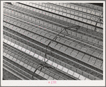 Reinforcing steel to be used in construction of Shasta Dam. Shasta County, California