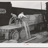 Petaluma, Sonoma County, California. Dumping grain into a bin which is below the open grills. The grain will then go into an elevator for storage