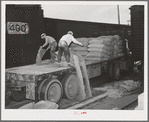 Petaluma, Sonoma County, California. Dumping grain into a bin which is below the open grills. The grain will then go into an elevator for storage