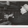 Sonoma County, California. Taking a hen out of a trap-nest on a chicken ranch. Hens can get into these trap-nests but can't get out, enabling the rancher to check on the number and weight of eggs of each hen