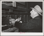 Sonoma County, California. Taking a hen out of a trap-nest on a chicken ranch. Hens can get into these trap-nests but can't get out, enabling the rancher to check on the number and weight of eggs of each hen