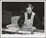 Petaluma, Sonoma County, California. Packing eggs into cartons