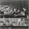 Sonoma County, California. Chickens on a ranch