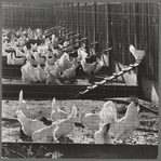 Sonoma County, California. Chickens on a ranch