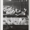 Sonoma County, California. Chickens on a ranch