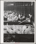 Sonoma County, California. Chickens on a ranch