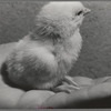 Sonoma County, California. Baby chick. One of Sonoma county's large incubator brooders produces 1,800,000 chicks yearly