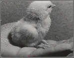 Sonoma County, California. Baby chick. One of Sonoma county's large incubator brooders produces 1,800,000 chicks yearly